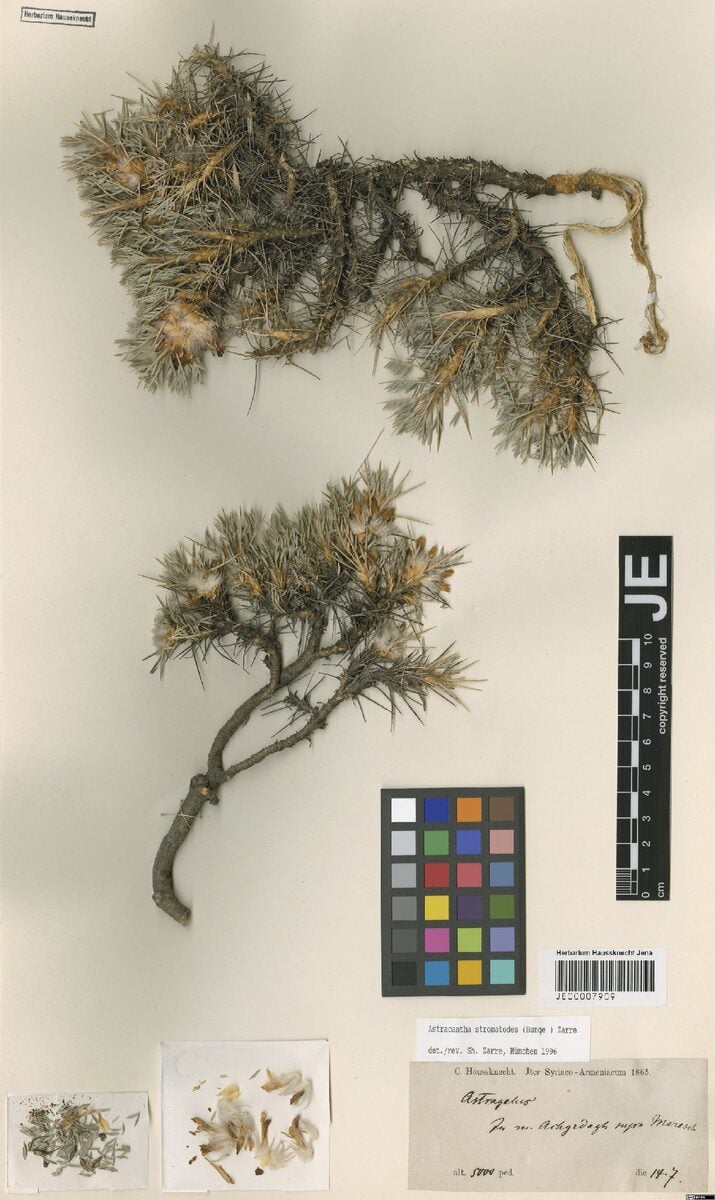Astragalus stromatodes — photo