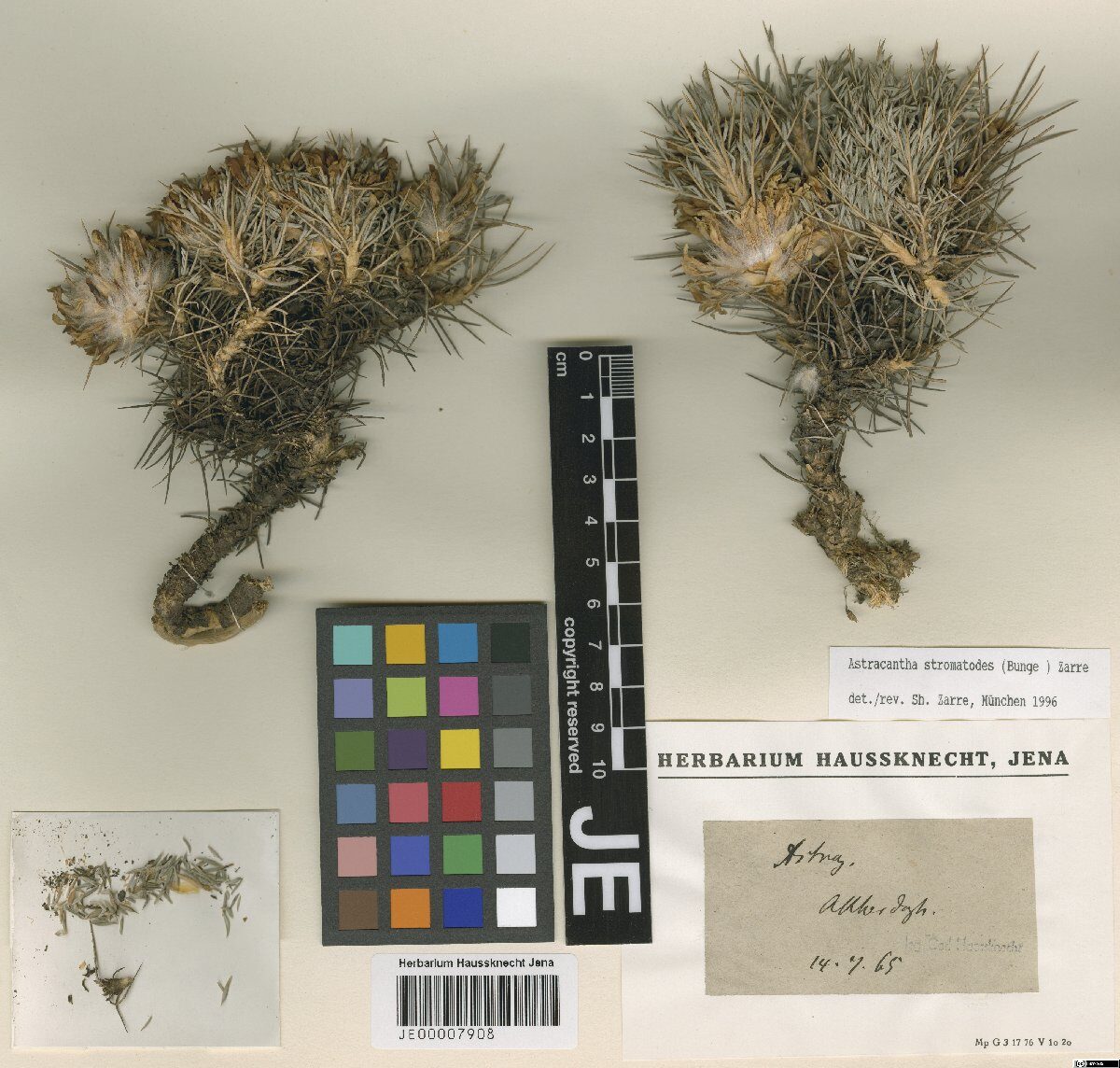Astragalus stromatodes — photo