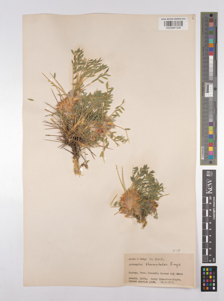 Astragalus stromatodes