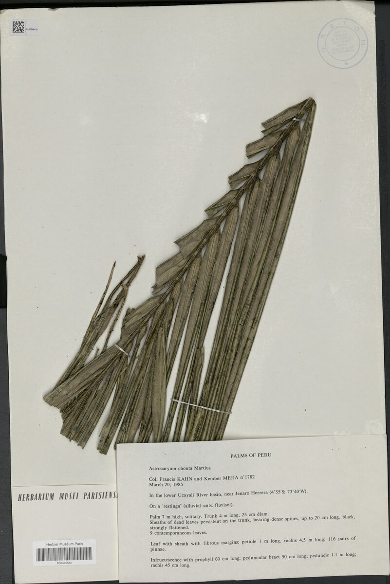 Astrocaryum chonta — photo