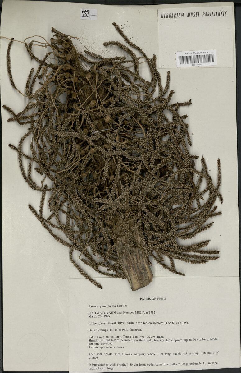 Astrocaryum chonta — photo