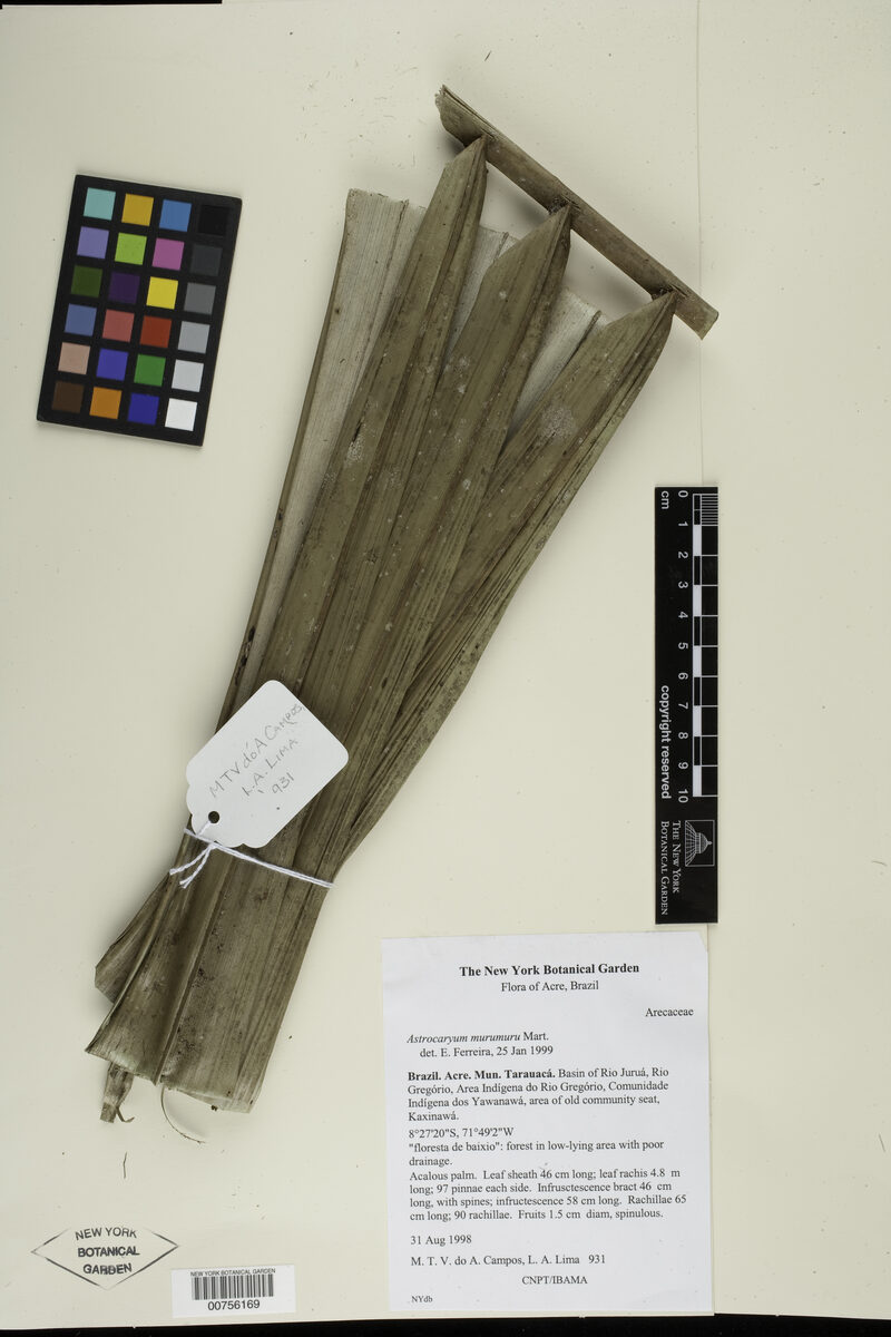 Astrocaryum macrocalyx (Huicongo) — photo