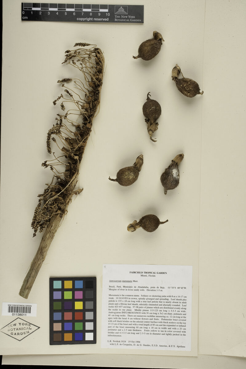 Astrocaryum macrocalyx (Huicongo) — photo