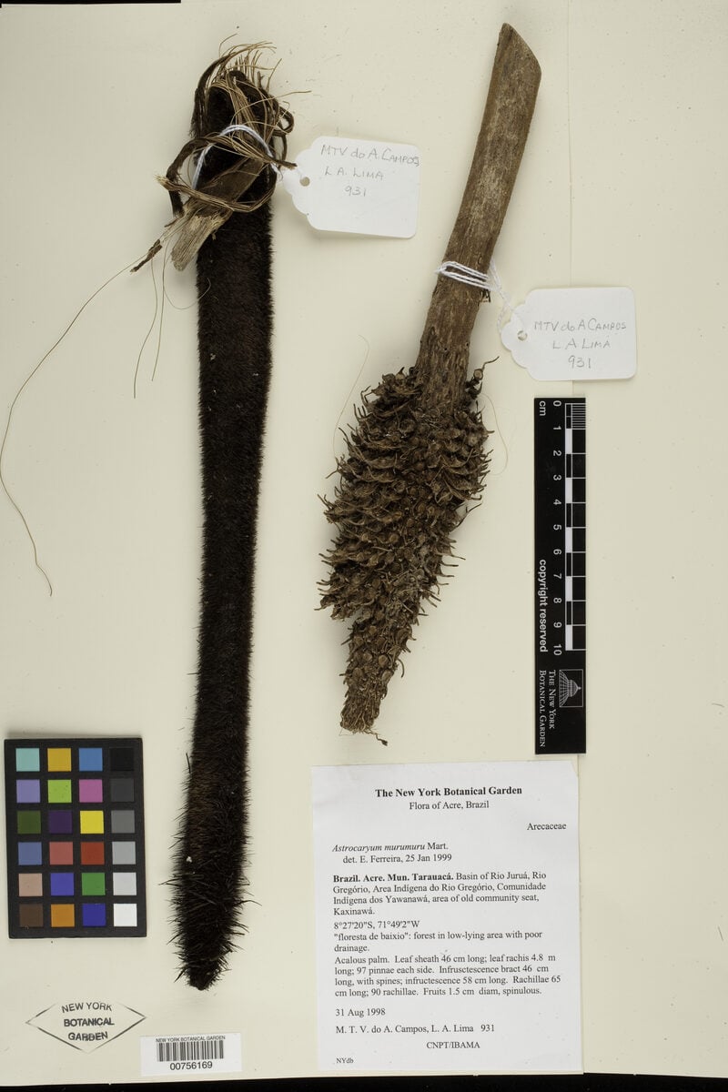 Astrocaryum macrocalyx