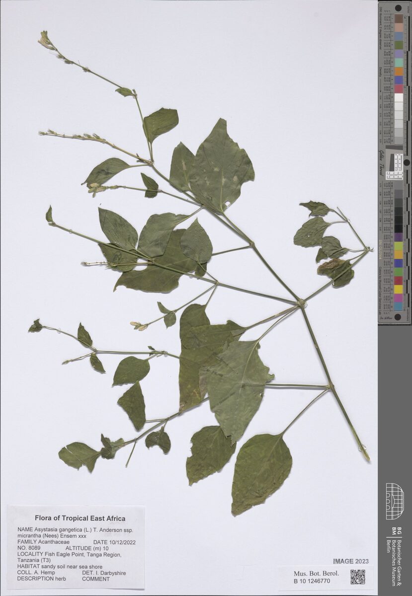 Asystasia gangetica subsp. micrantha (Ganges primrose) — photo