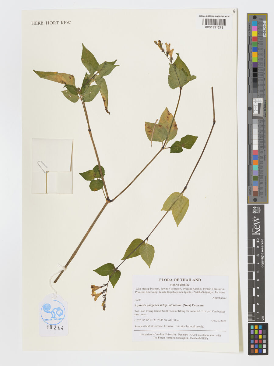 Asystasia gangetica subsp. micrantha (Ganges primrose) — photo