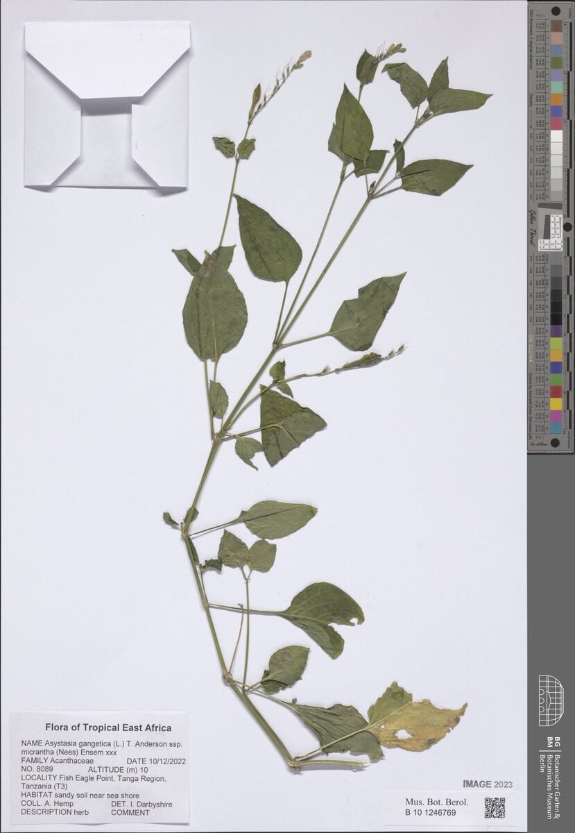 Asystasia gangetica subsp. micrantha