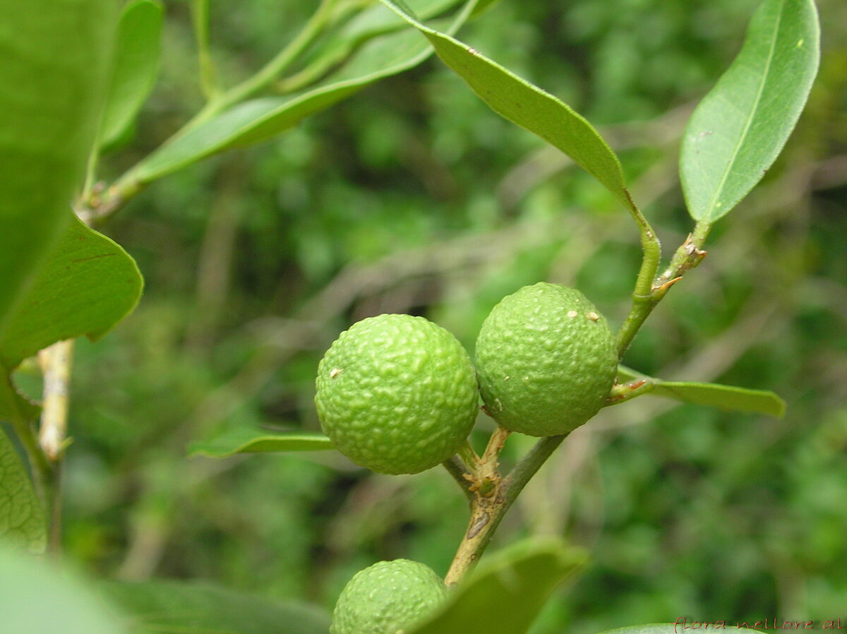 Atalantia malabarica