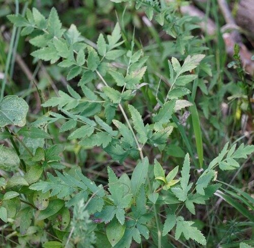 Athamanta sicula (Spignel) — photo