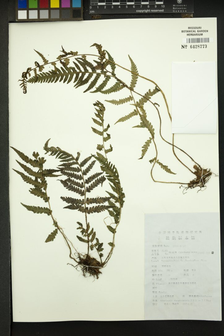 Athyriopsis sp. — photo