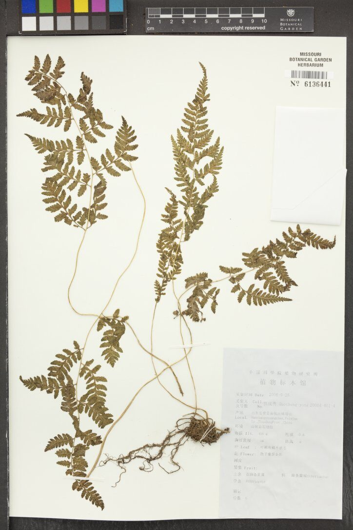Athyriopsis sp. — photo
