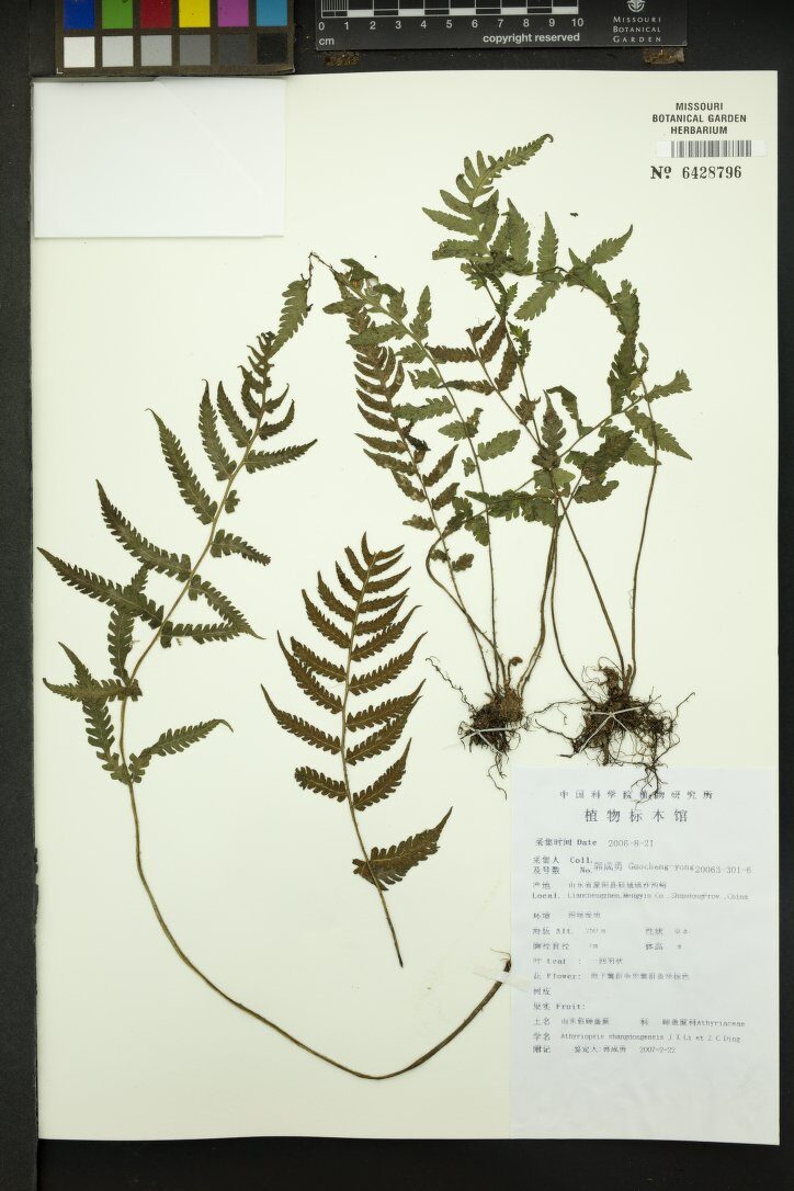 Athyriopsis sp.