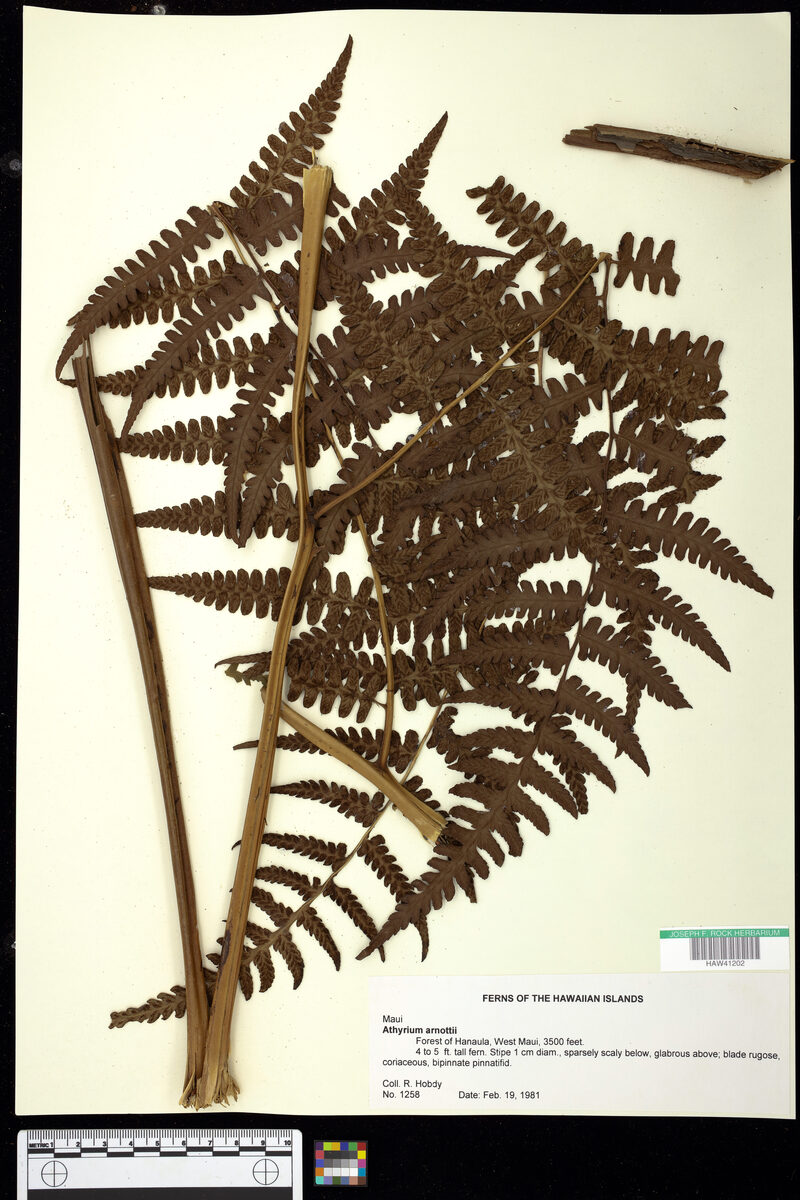 Athyriaceae