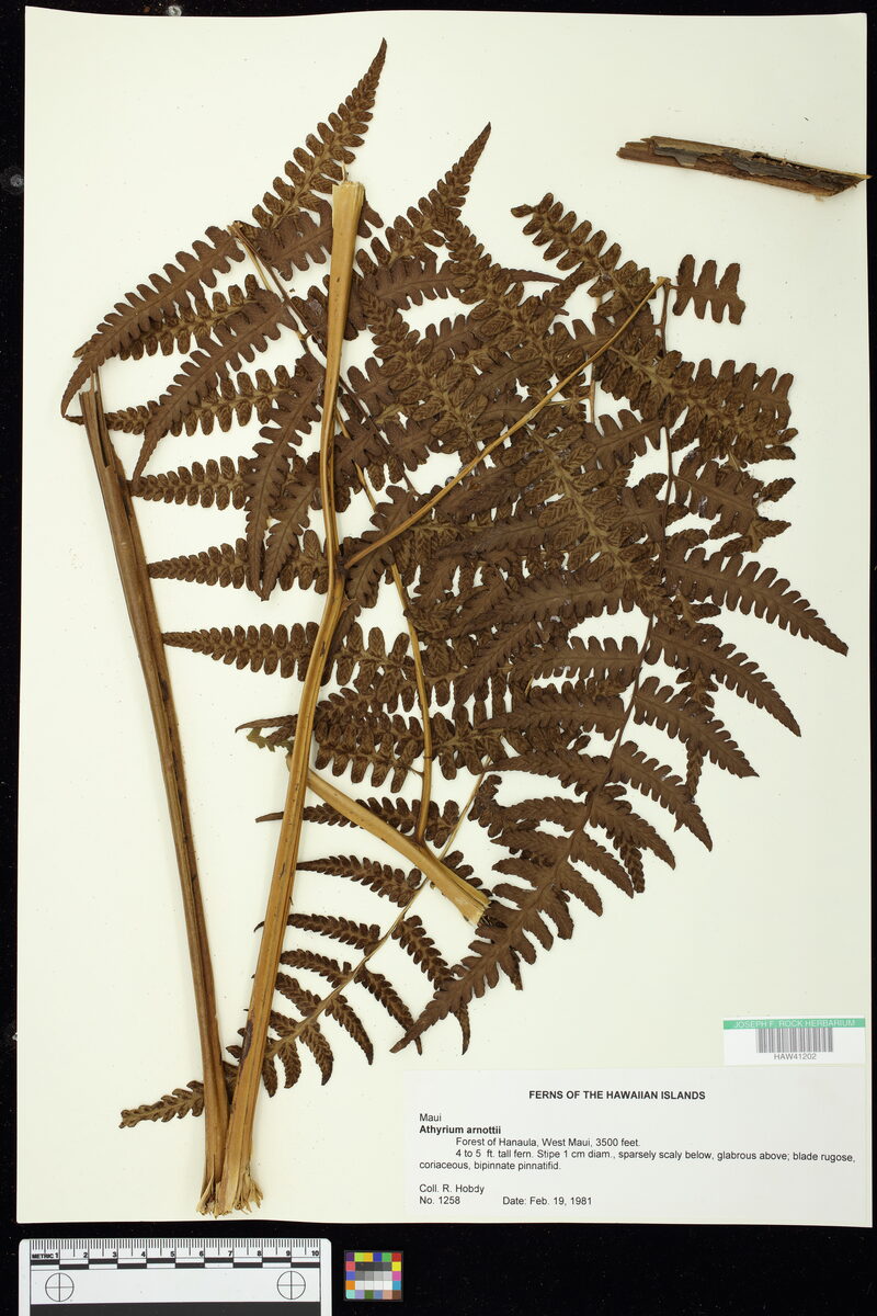 Athyrium arnottii (fern) — photo