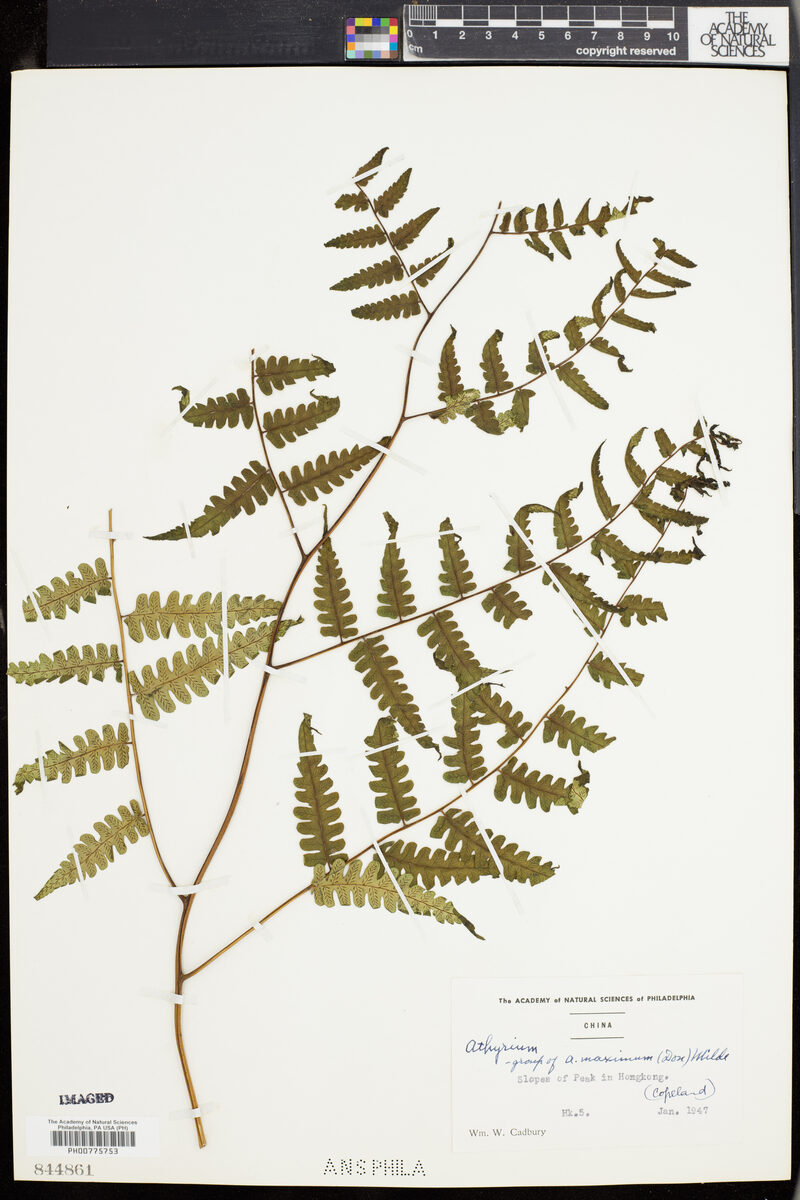 Athyrium maximum — photo
