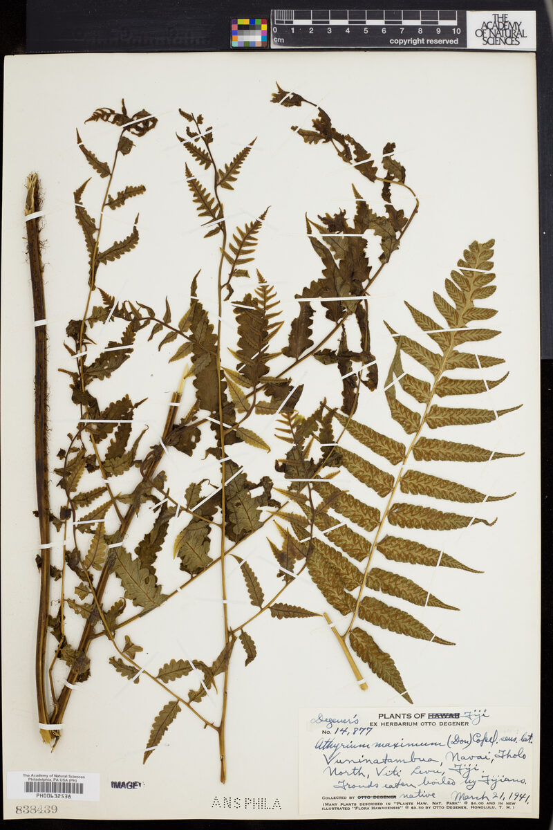 Athyrium maximum — photo