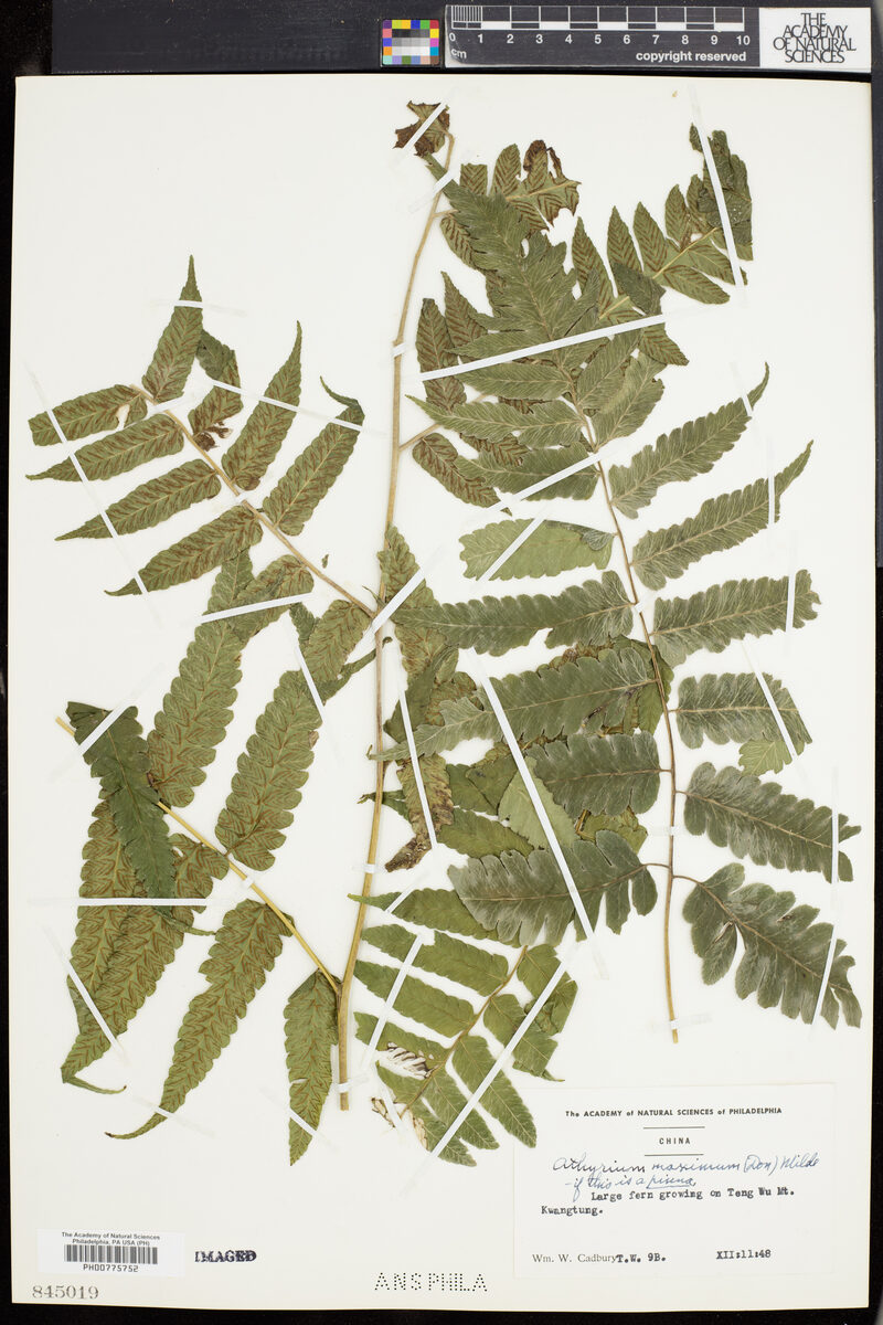 Athyrium maximum