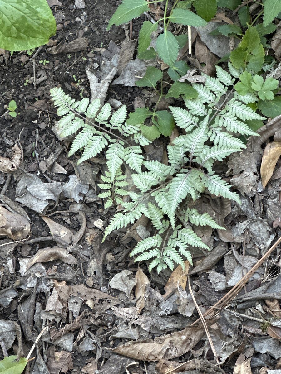 Athyrium niponicum - (Mett.)Hance. (Painted Fern) — photo