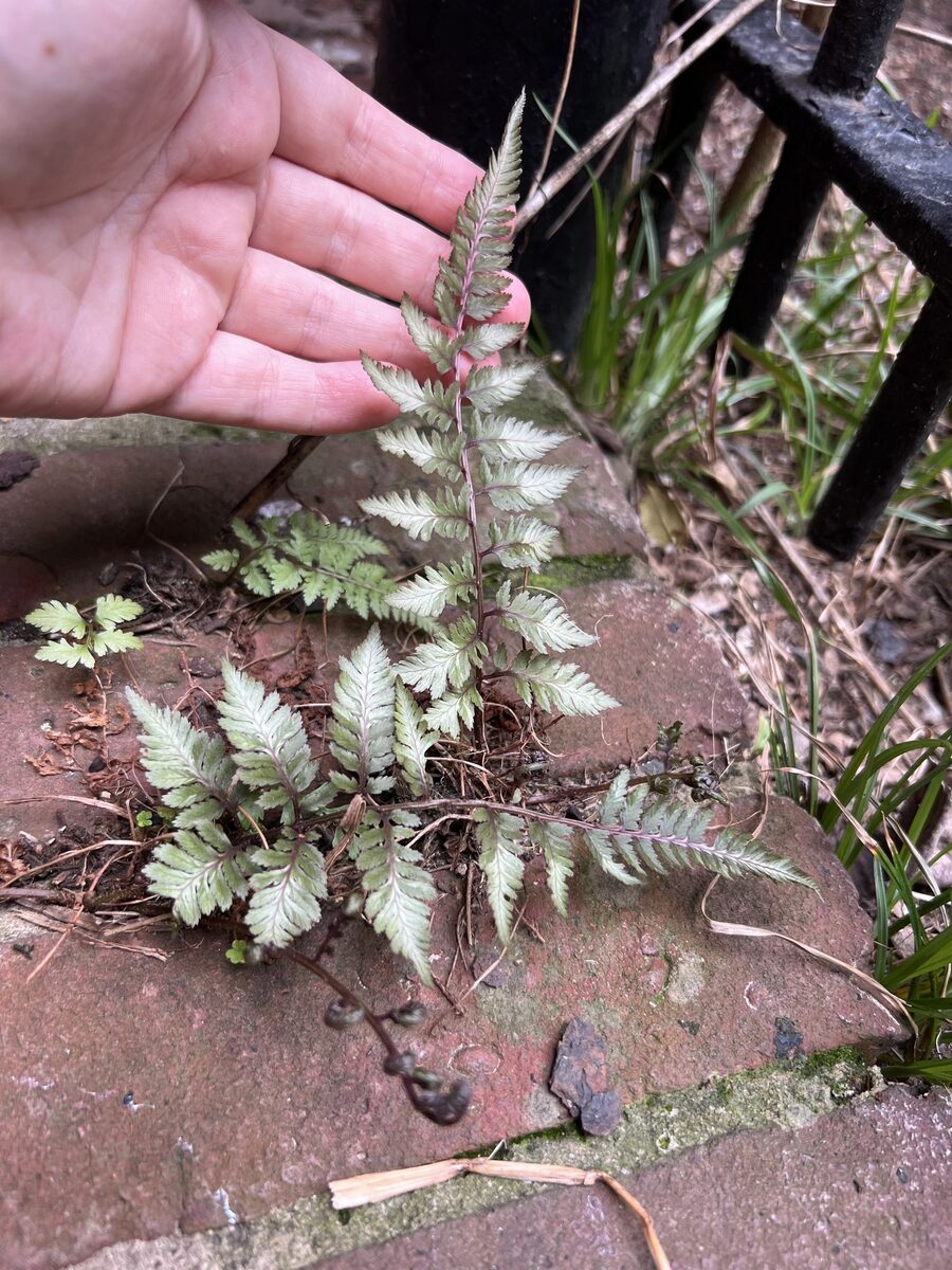 Athyrium niponicum - (Mett.)Hance. (Painted Fern) — photo