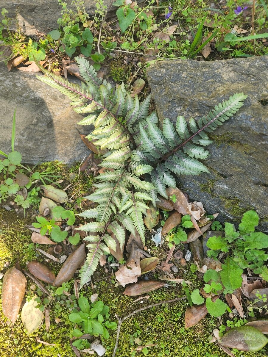 Athyrium niponicum - (Mett.)Hance.