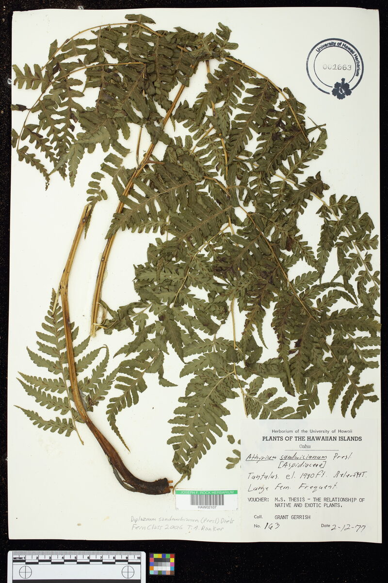 Athyrium sandwichianum (Hoio) — photo