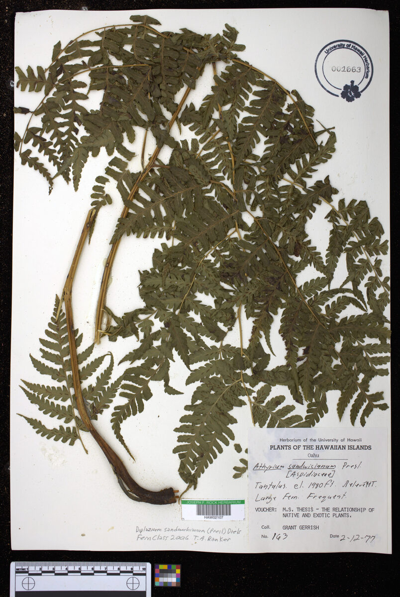 Athyrium sandwichianum (Hoio) — photo