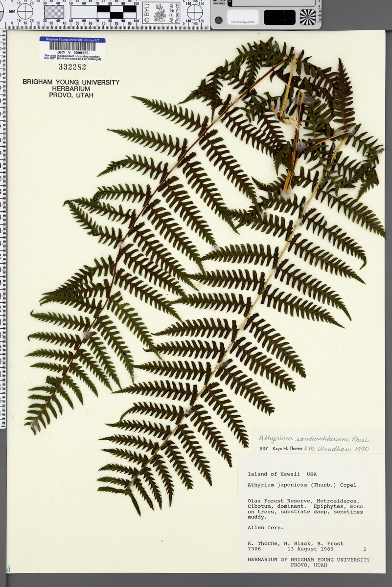 Athyrium sandwichianum