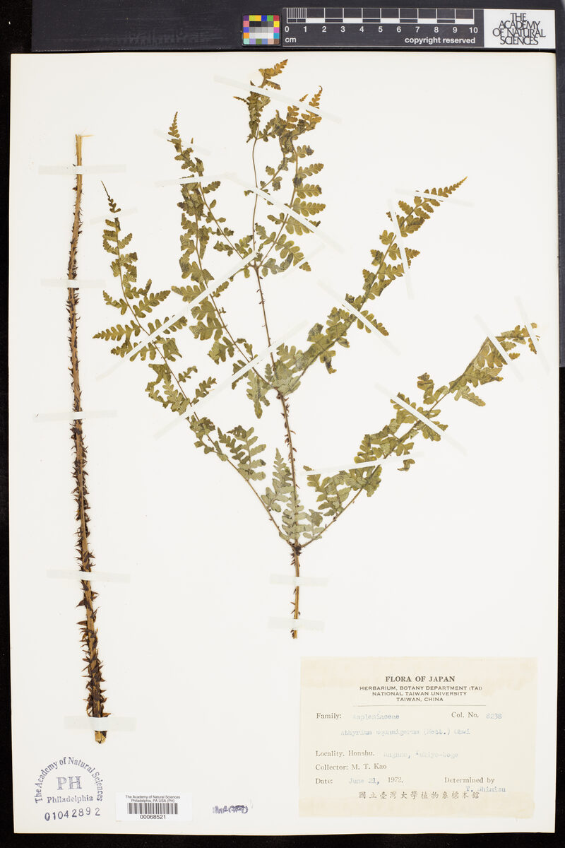 Athyrium squamigerum - (Mett.)Ohwi. — photo