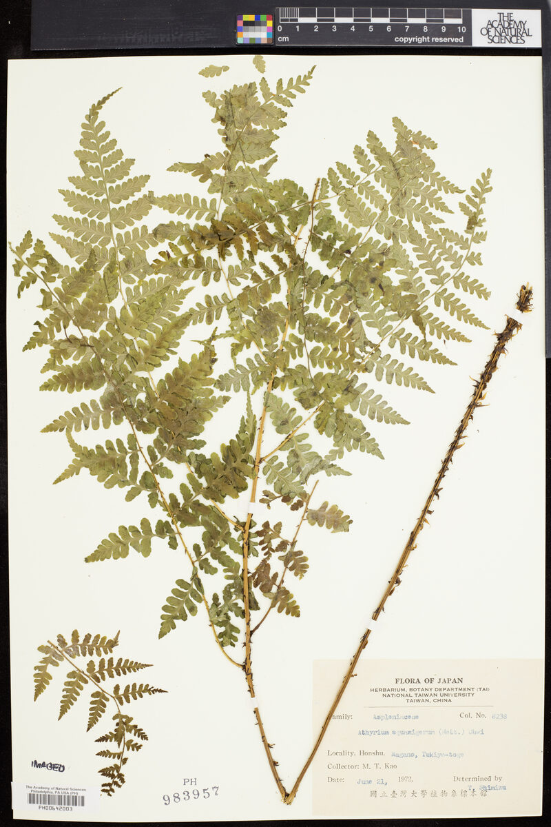 Athyrium squamigerum - (Mett.)Ohwi. — photo