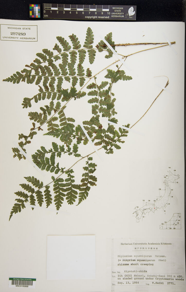 Athyrium squamigerum - (Mett.)Ohwi.