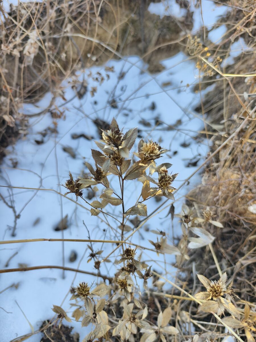 Atractylodes lancea - (Thunb.)DC. (Cang Zhu) — photo