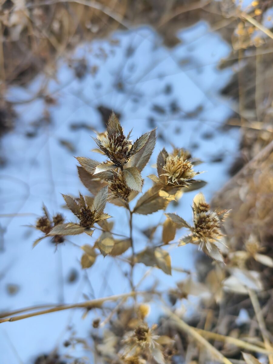 Atractylodes lancea - (Thunb.)DC. (Cang Zhu) — photo