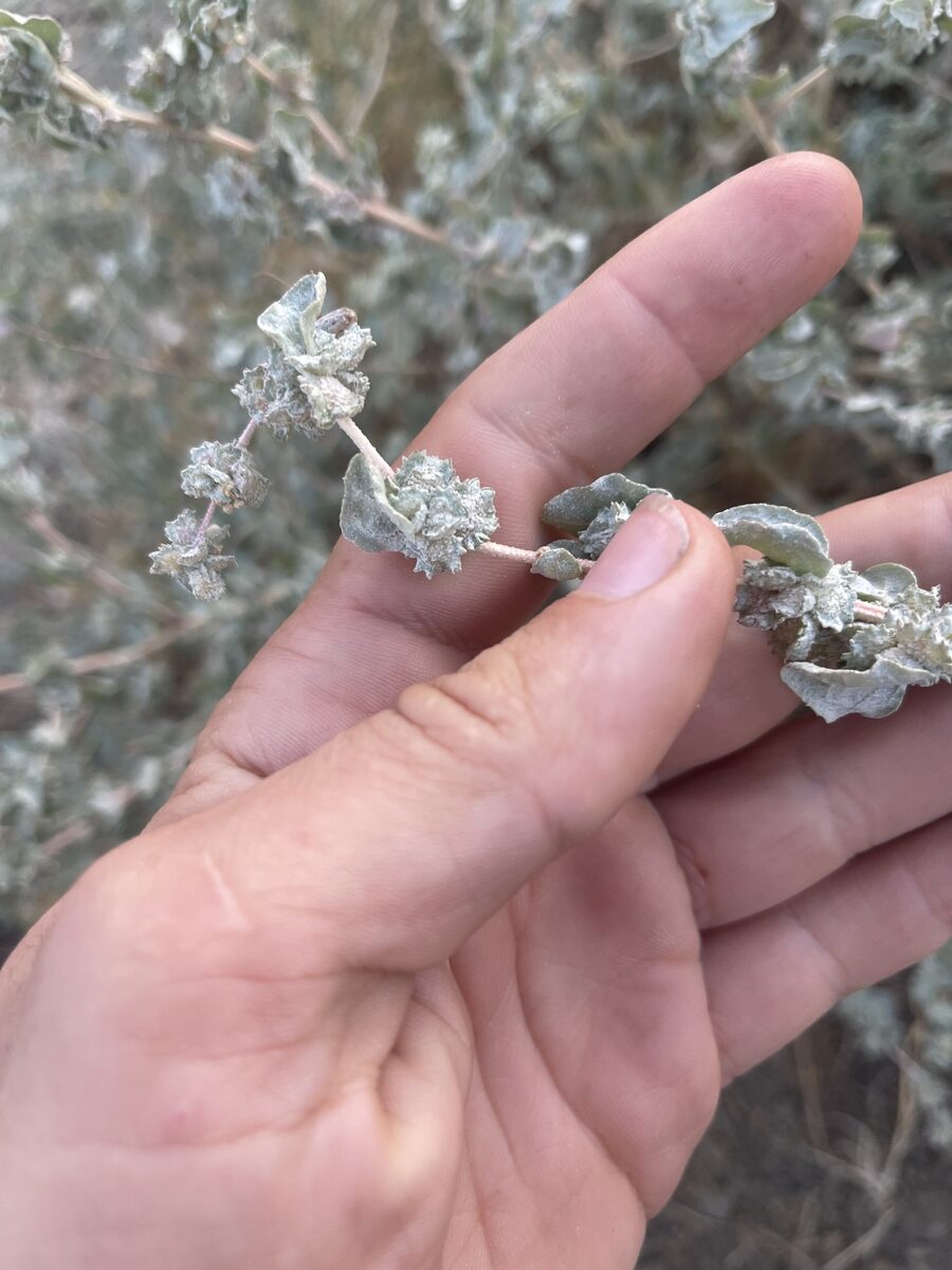 Atriplex argentea expansa - (S.Watson.)Hall.&Clem. (Silverscale Saltbush) — photo