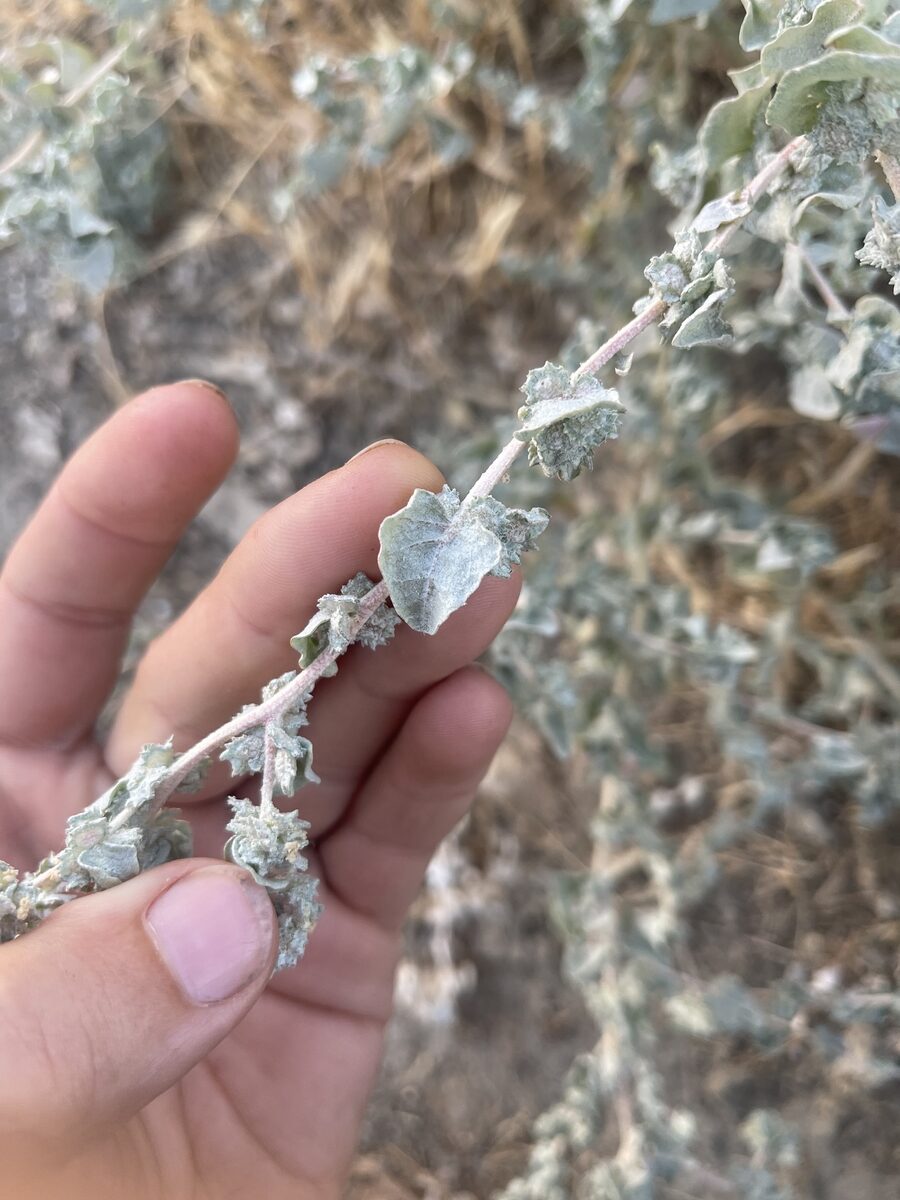 Atriplex argentea expansa - (S.Watson.)Hall.&Clem. (Silverscale Saltbush) — photo