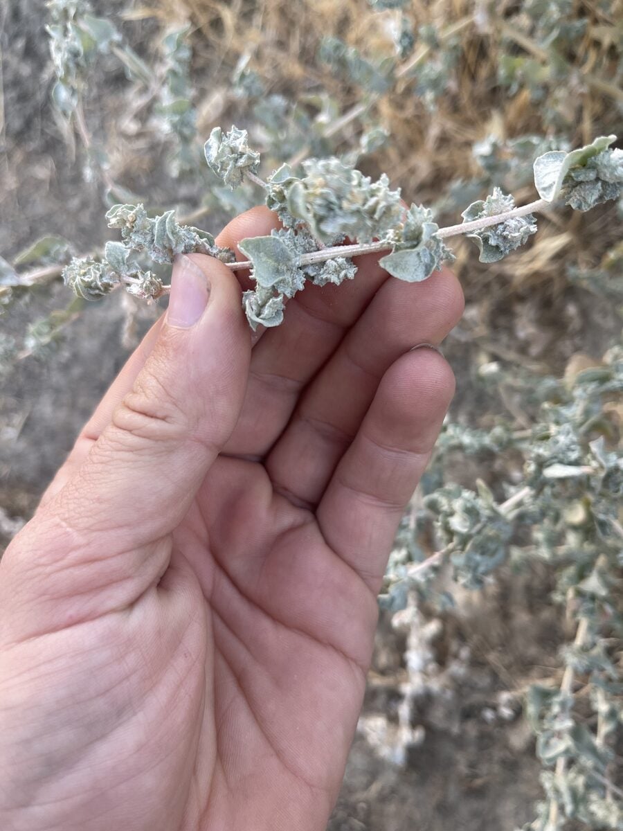 Atriplex argentea expansa - (S.Watson.)Hall.&Clem.