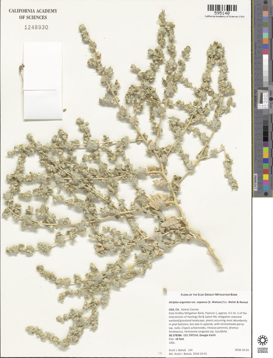 Atriplex argentea subsp. expansa (Silverscale saltbush) — photo