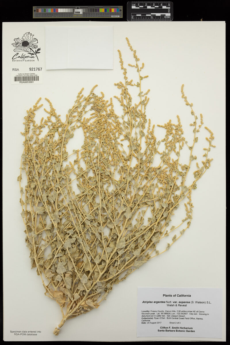 Atriplex argentea subsp. expansa (Silverscale saltbush) — photo