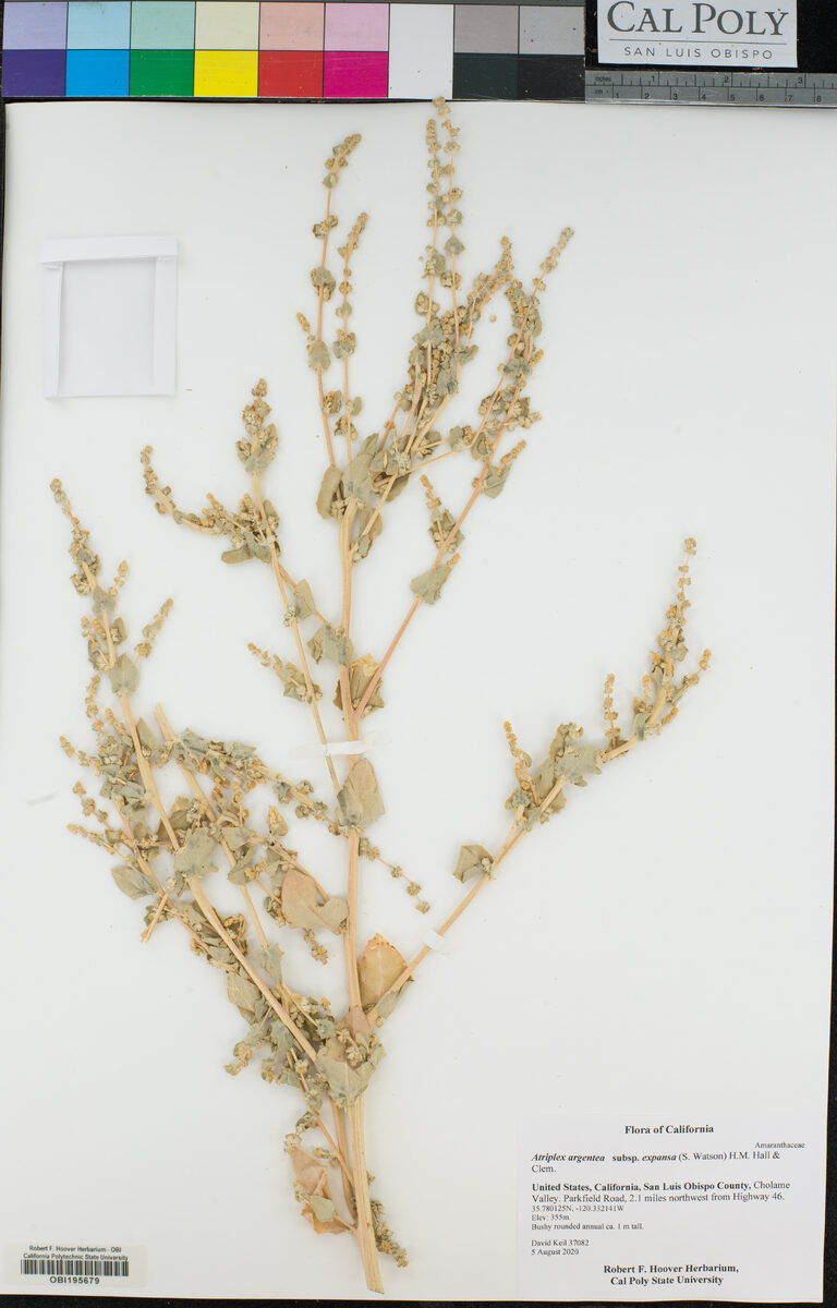 Atriplex argentea subsp. expansa