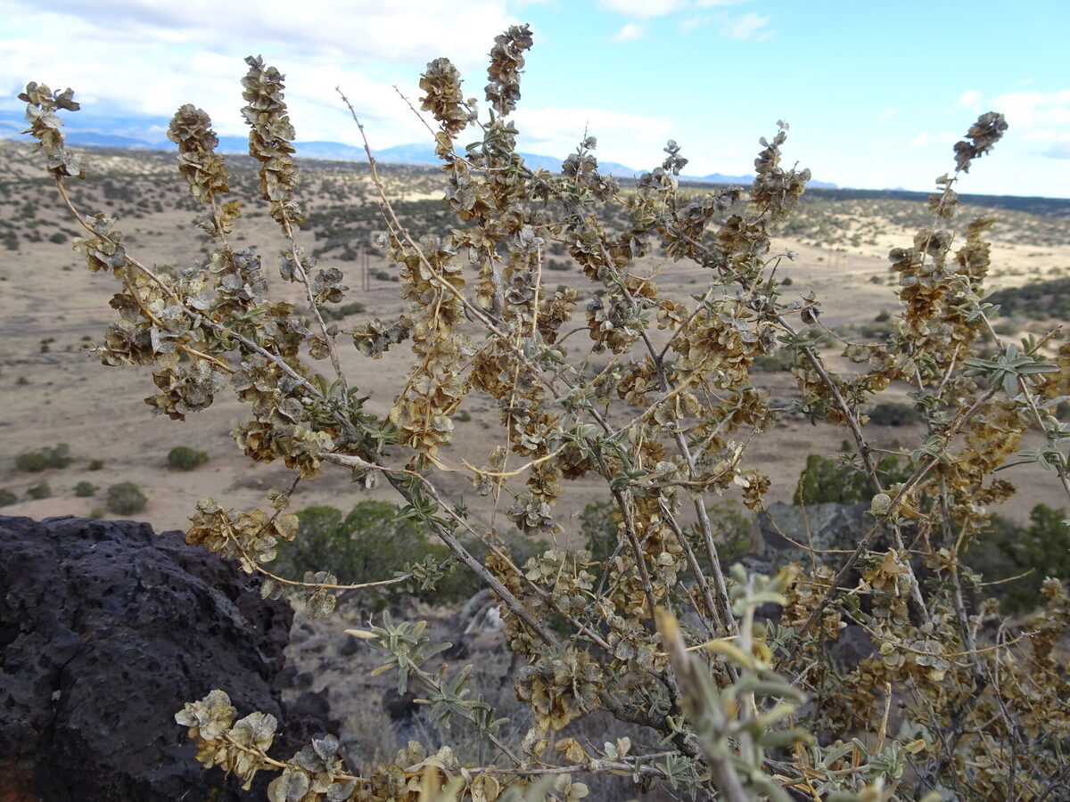 Atriplex hastata (Hastate Orach) — photo