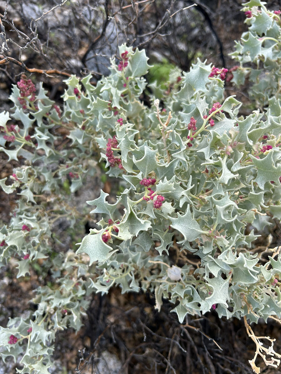 Atriplex hastata