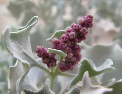 Atriplex hymenelytra (Hollyleaf saltbush) — photo