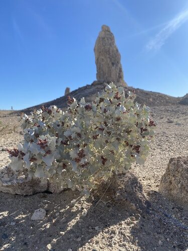 Atriplex hymenelytra (Hollyleaf saltbush) — photo