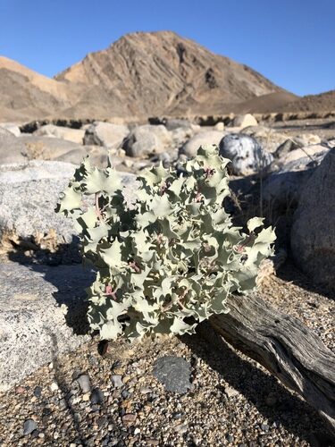 Atriplex hymenelytra