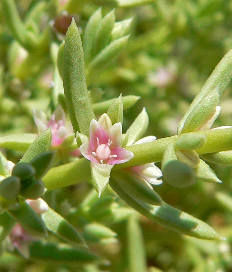 Atriplex lapathifolia