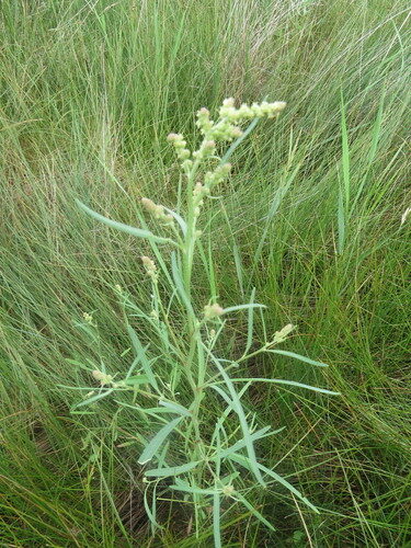 Atriplex littoralis (Grassleaf orache) — photo