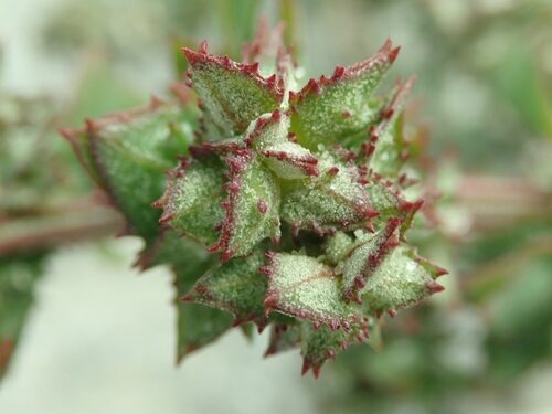 Atriplex littoralis (Grassleaf orache) — photo