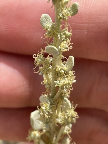 Atriplex obovata (Mound Saltbrush) — photo