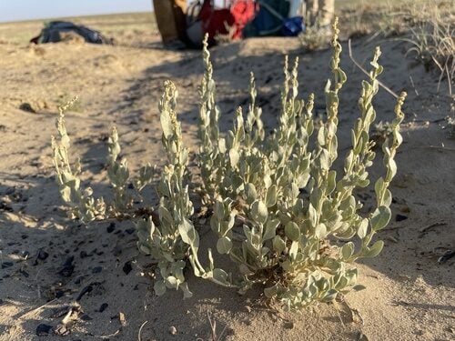 Atriplex obovata
