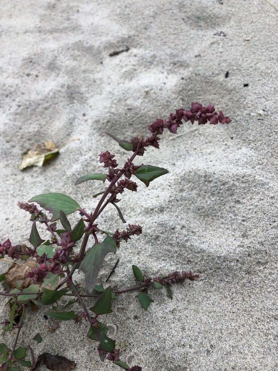 Atriplex prostrata subsp. calotheca (Hastate orache) — photo