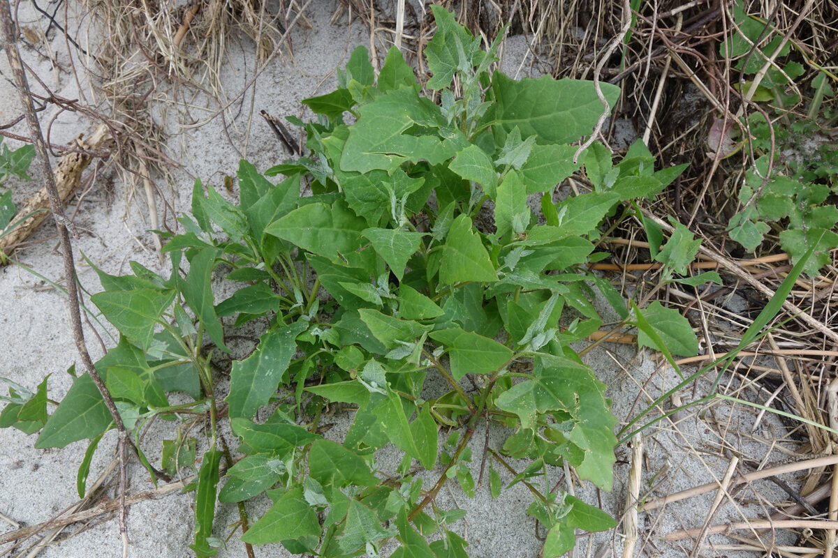 Atriplex prostrata subsp. calotheca (Hastate orache) — photo